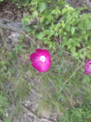 Callirhoe digitata