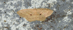 Semaeopus cantona