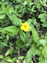 Sphagneticola trilobata