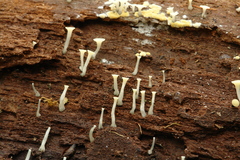Hymenoscyphus vernus