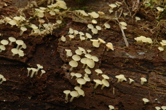 Hymenoscyphus vernus