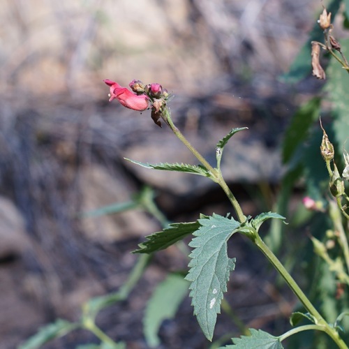 Image of Scrophularia macrantha by (c) Andrew Tree, some rights reserved (CC BY)