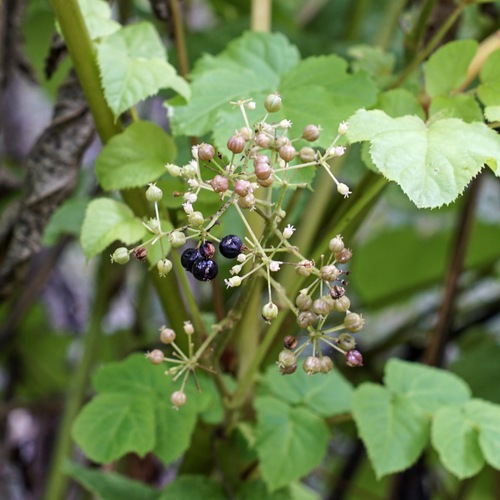 Aralia bicrenata (Aralia bicrenata)