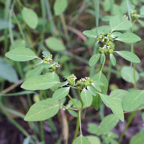 forked spurge (Euphorbia bifurcata)