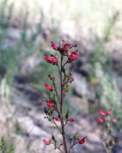 New Mexico Figwort (Scrophularia macrantha)
