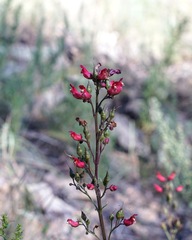 (c) Andrew Tree, some rights reserved (CC BY) Scrophularia macrantha, photograph (c) Andrew Tree, some rights reserved (CC BY)