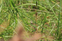 Carex michelii
