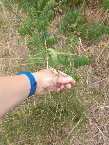 Image of Asparagus verticillatus by (c) Maria Kohanovskaya, some rights reserved (CC BY)