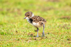 Southern Lapwing photo 4