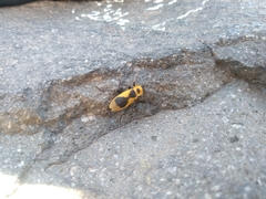 Chauliognathus distinguendus