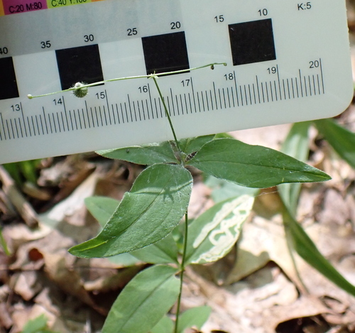 Image of Galium lanceolatum by (c) Steven Lamonde, some rights reserved (CC BY)