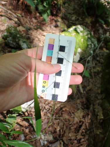 Image of Patis racemosa by (c) Steven Lamonde, some rights reserved (CC BY)