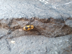 Chauliognathus distinguendus