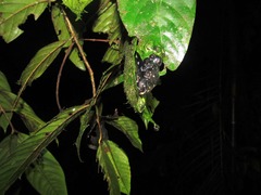 Centrolenidae