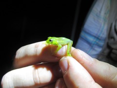 Centrolenidae