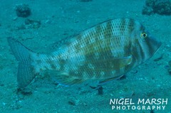 Lethrinus laticaudis