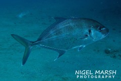 Platycaranx chrysophrys