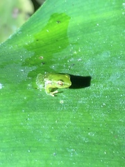 Pristimantis acuminatus