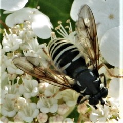 Temnostoma excentrica