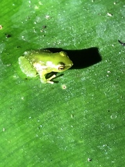 Pristimantis acuminatus