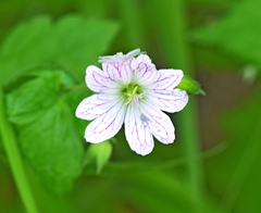 Geranium versicolor