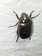 Paranomala cincta