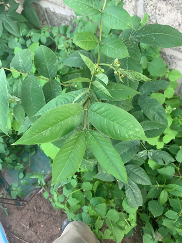 Coffee Senna