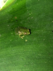 Pristimantis acuminatus