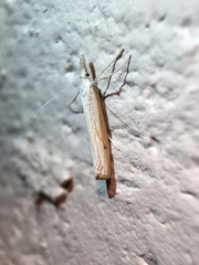 Agriphila attenuatus