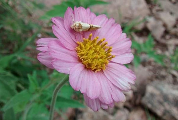 Tridax bicolor