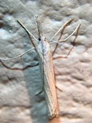 Agriphila attenuatus