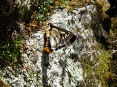 Metardaris cosinga