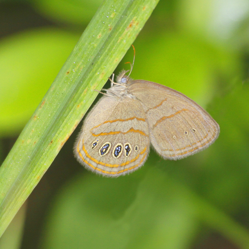 Helicta Satyr