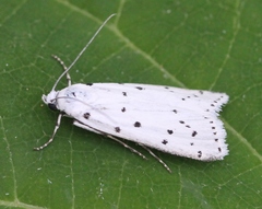 Myelois circumvoluta