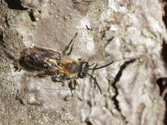 Andrena nitida