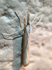Agriphila attenuatus