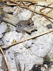 Pristimantis brevicrus