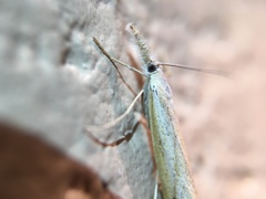 Agriphila attenuatus