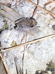 Pristimantis brevicrus