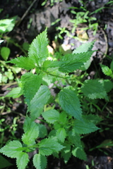 Urtica kioviensis