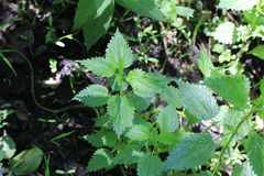 Urtica kioviensis