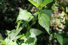 Urtica kioviensis