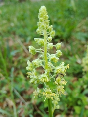 Reseda lutea