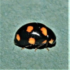 Brachiacantha ursina