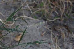 Sporobolus alopecuroides