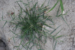 Sporobolus alopecuroides