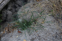 Sporobolus alopecuroides