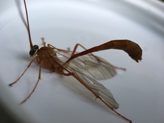 Enicospilus americanus-complex