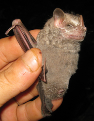 Hairy Big-Eyed Bat photo 2