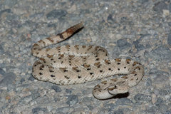 Crotalus cerastes cerastes